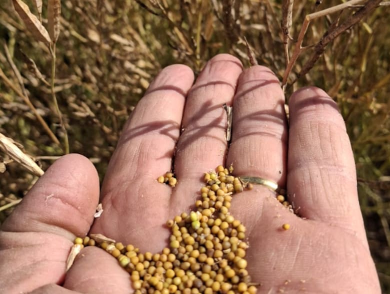 El boom de la carinata: el cultivo entrerriano que impulsa el combustible del futuro