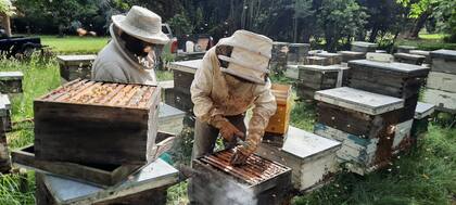La cosecha es durante el verano. Foto: Gentileza Kinturray