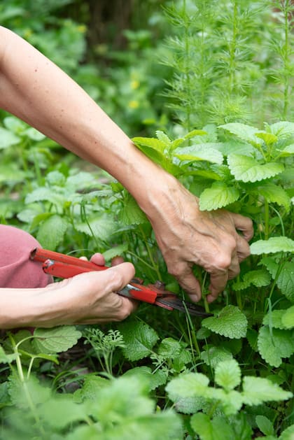 La cosecha la realiza Gabriela en el momento indicado y la cantidad justa