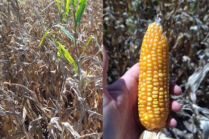 "La cosecha récord. Lotes de septiembre, zona Arias, a media hora de Venado Tuerto", escribió Juan Canarias en X