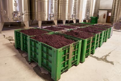 La cosecha se hace entre febrero y abril.