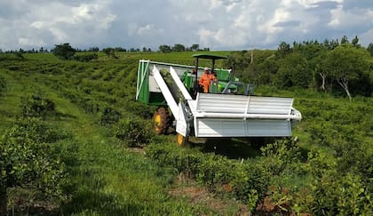 La cosechadora de yerba mate en acción. Según los fabricantes, promete transformar una práctica que hasta hace muy poco era exclusivamente manual