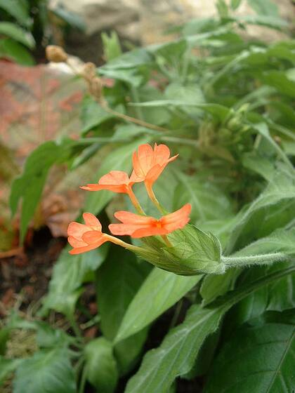 La cossandra es un flor tropical que florece durante todo el año