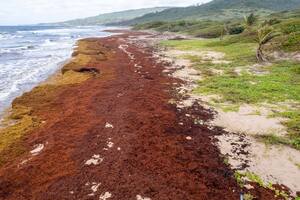 Algas “devastadoras” asfixian las costas del Caribe y amenazan la vida silvestre y el turismo