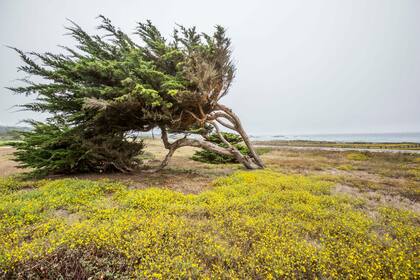 La costa salvaje de Carmel.