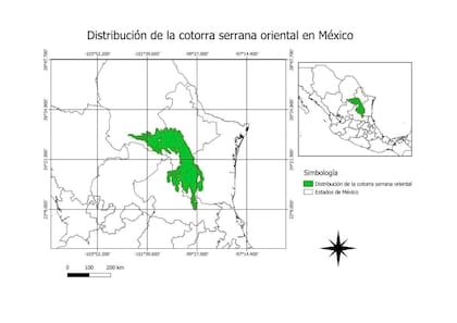 La cotorra habita en la región de la Sierra Madre Oriental desde la Sierra de Zapalinamé, Coahuila hasta la Reserva de la Biosfera El Cielo en Tamaulipas