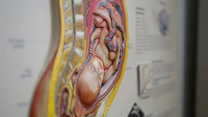 La creatina parecería jugar un papel clave en la formación del feto