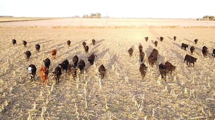 La creciente demanda mundial está estrechamente vinculada a la presión de los mercados de EE.UU. y de China