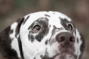 La creencia de que los perros ven el mundo en blanco y negro persiste en la cultura popular (Foto ilustrativa: PIXABAY)