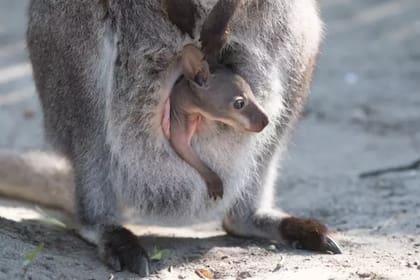 La cría de canguro asoma la cabeza del marsupio de su madre