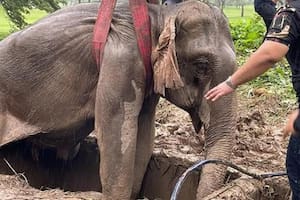 El desgarrador momento en que dos veterinarios le hacen RCP a una elefanta