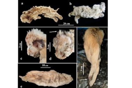 La cría de león Esparta yacía acostada sobre su costado derecho