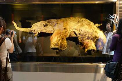 La cría de mamut se tornó célebre cuando fue exhibida en 2013 en Japón