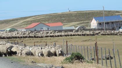 La cría de ovejas, una de las actividades más antiguas de las Malvinas
