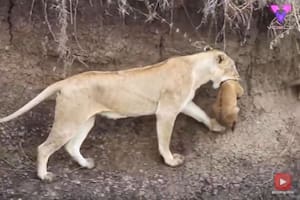 El emotivo momento en que una leona salvó a su cachorro de caer al agua en Kenia