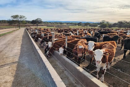 “La cría ocupa poca superficie por su baja rentabilidad y, por lo tanto, el principal eje de la ganadería es el feedlot, que consume la producción de maíz de la empresa”, afirma Bartolucci