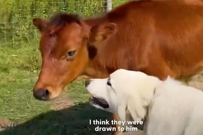 La crianza con los perros le ayudó a ganar confianza (Foto: The Dodo)