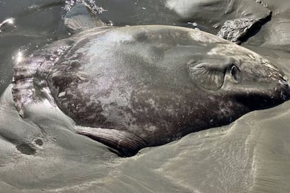 La criatura llama la atención por su extraño aspecto