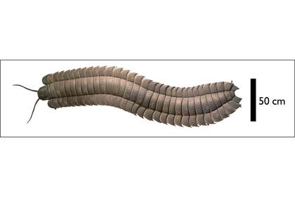 La criatura llamada Arthropleura, data del Período Carbonífero, hace unos 326 millones de años
