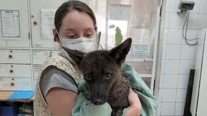 La criatura no era agresiva en el trato con humanos aunque comía ratas en lugar de comida para perros