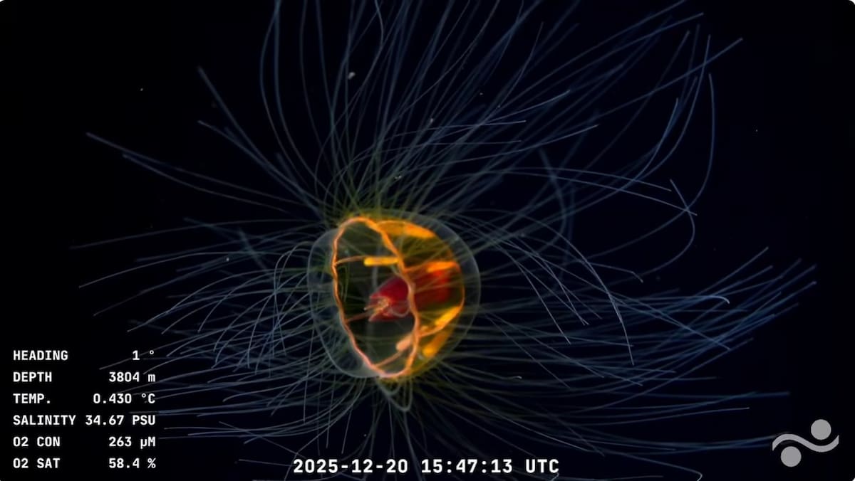 Fabulosas descobertas da vida subaquática no novo riacho do Conicet