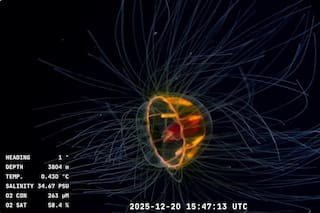 Los fabulosos hallazgos de la vida submarina del nuevo stream del Conicet