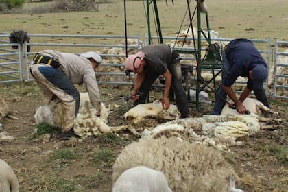 La cuadrilla en acción: el agarrador toma el vellón de lana y lo amontona fuera del corral, mientras los otros dos trabajadores esquilan las ovejas