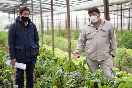 La cuarentena no alteró el intercambio entre los técnicos y los productores