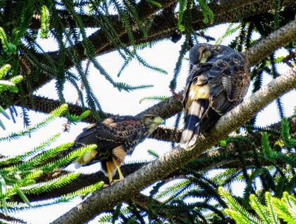 La cuarentena permite observar el movimiento de las aves rapaces. En la capital provincial se realiza un relevamiento y un monitoreo con participación de los vecinos.
