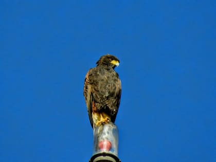 La cuarentena permite observar el movimiento de las aves rapaces. En la capital provincial se realiza un relevamiento y un monitoreo con participación de los vecinos.
