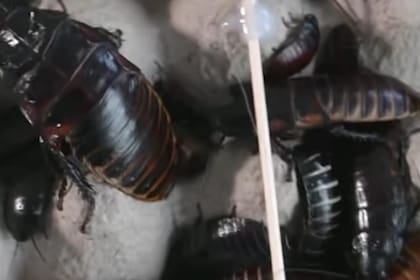 La cucaracha silbadora de Madagascar se impone por su resistencia y capacidad de carga