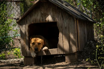 La cucha es el refugio personal de tu perro y su limpieza debería ser fundamental.