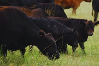 Se mantendrá la firmeza en los precios de la hacienda para invernada