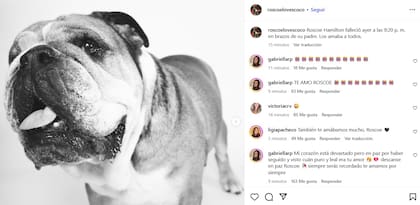 La cuenta oficial de Roscoe anunció la muerte del animal