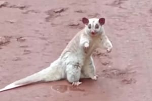 La cuica lanosa es un marsupial que tiene hábitos nocturnos (Captura: @parque.nacional.iguazu)