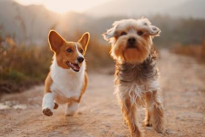 La cuidadora de perros deberá supervisar a las mascotas en todo momento, incluidos los fines de semana y días festivos