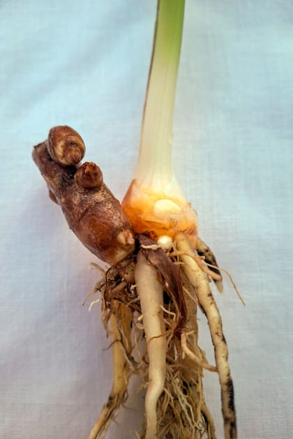 La cúrcuma es un rizoma —ese tallo subterráneo que confundimos con raíz— de color anaranjado intenso y aroma terroso