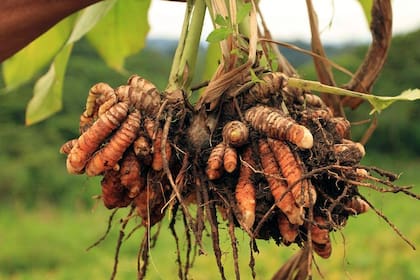 La cúrcuma se reproduce lateralmente por medio de rizomas ramificados
