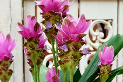 La cúrcuma y sus espigas erectas, blancas o lilas, entre hojas anchas de gran presencia