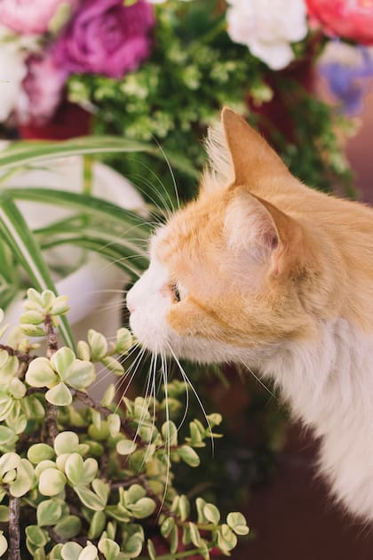 La curiosidad de los gatos podría ser letal si no se quitan del jardín las plantas que pueden intoxicarlos