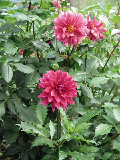 La dalia florece desde la primavera hasta la llegada de las primeras heladas. Hay cantidad de híbridos de diferentes colores, tamaño y forma de flor. Son muy protagonistas en los floreros, pueden combinarse varias de ellas sin necesidad de agregar otra especie