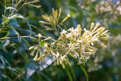 La Dama de noche (Cestrum nocturnum), un clásico que impregna el aire con su fragancia penetrante al atardecer