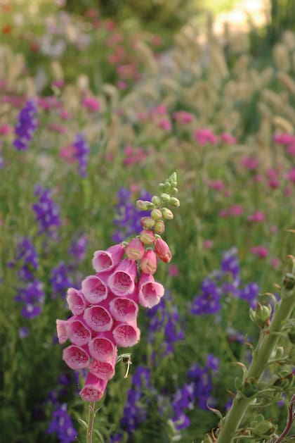 La dedalera (Digitalis purpurea) es una planta medicinal de la que se extrae un poderoso cardiotónico, la digitoxina. Muchas plantas potencialmente tóxicas tienen componentes de uso medicinal. Es muy raro que los chicos coman sus hojas, pero si lo hacen, el riesgo para su salud es alto