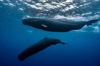 La defensa de Canadá y del Ártico entra en una nueva fase, dice la jefa del Estado Mayor