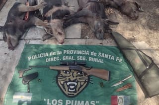 Un exintendente cazaba cerdos con un fusil, lo detuvieron y luego quedó en libertad bajo fianza
