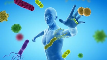 La deficiencia de vitamina D hace que el timo envejezca más rápidamente