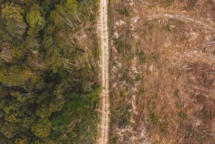 La deforestación podría convertirse en un crimen internacional si es que el ecocidio se incluye en el Estatuto de Roma.