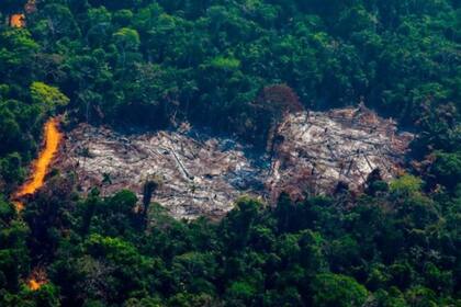 La deforestación se ha acelerado en la Amazonía en los últimos años