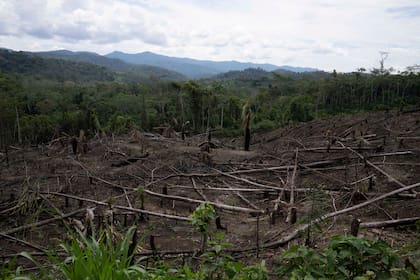 La deforestación también trae problemas mediambientales
