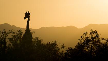 La deforestación y la enfermedad del pico y las plumas amenazan la supervivencia del lorito robusto